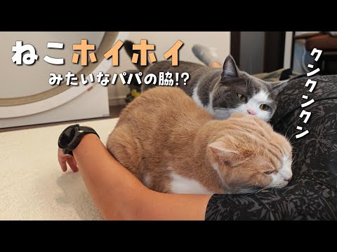 パパのフェロモンに酔った猫が大変なことになりました　907話