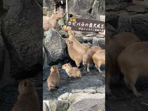 もうすぐ露天風呂が始まることに感づくカピバラたち(伊豆シャボテン動物公園) #capybara #Shorts