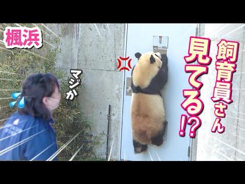 【パンダアイドル楓浜】飼育員さんへの圧がすごすぎる！小窓を知り尽くすふうひん