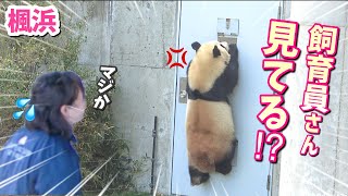 【パンダアイドル楓浜】飼育員さんへの圧がすごすぎる！小窓を知り尽くすふうひん