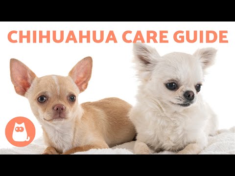 The CHIHUAHUA Dog Breed 🐶 (Origin, Characteristics, Character and Care)