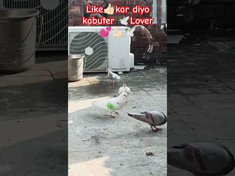 #pigeon#pigeonloves #shortvideos #youtube #bird #kab#kabutarstatus #pigeons #kabootar #tranding