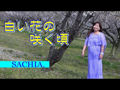 【癒しのヒーリングボイス】白い花の咲く頃　春爛漫に聴く抒情歌の名曲で心穏やかな時間を　ソプラノ SACHIA.　さちあ