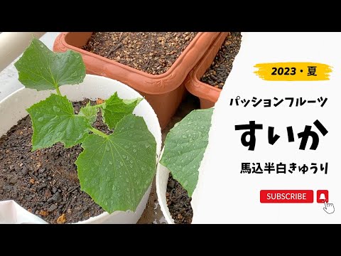 園芸【食糧備蓄】ベランダ菜園 グリーンカーテンの成長記録