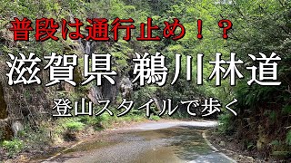 【最新】滋賀県・鵜川村井林道を歩く【北小松～鵜川超～鵜川】