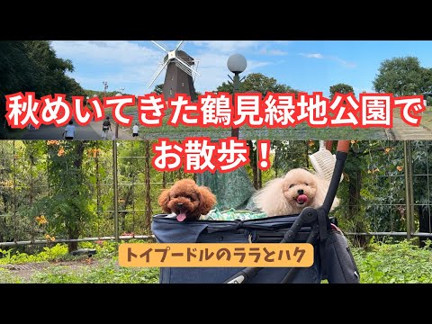 秋めいてきた鶴見緑地公園でお散歩!【トイプードルのララとハク】