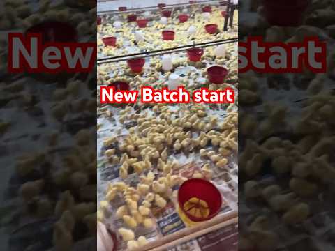 new Batch started #poultry #chickenfarming#trendingvideo#chicken#poultrylife #chickenfarmingbusiness