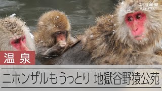 温泉に入るニホンザル、寒さの中リラックス　地獄谷野猿公苑