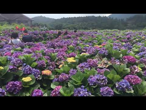 【台北賞花】陽明山繡球花季