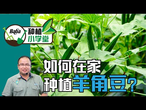 【Baba种植小学堂】种植羊角豆只需1分钟就能学会，在家也能种出新鲜脆口的羊角豆 | 羊角豆种植方法