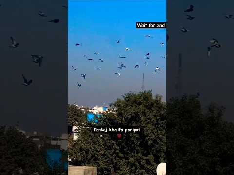 Kya baat kya baat #pigeon #shortvideo #shorts #viralvideo