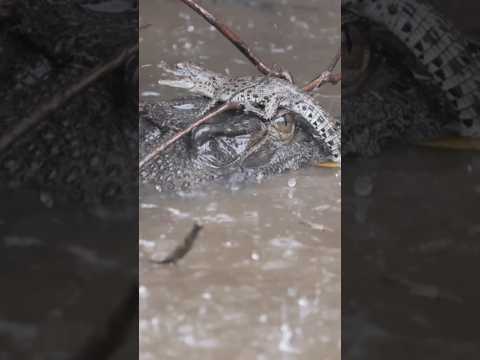 Momma Croc & Baby Croc! #youtubeshorts #crocodile #crocodiles #shortsfeed