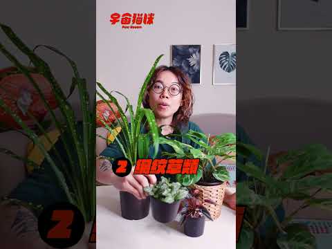 植物對貓咪有毒嗎!? 幾款寵物友善植物趕快筆記下來 #宇宙貓咪 #cat #shorts #shortstw