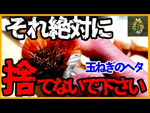 損してます！玉ねぎのヘタは捨てずにこうするとめっちゃお得【再生栽培】【家庭菜園】【園芸】