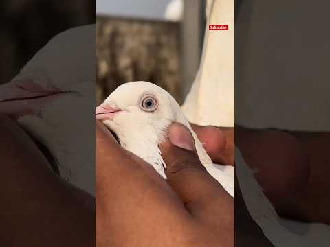 white high flyer pigeon #shorts #shortsfeed #viral #pigeon