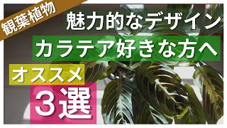 【観葉植物】カラテア好きに超おすすめのカラーリーフ３選 マランタ