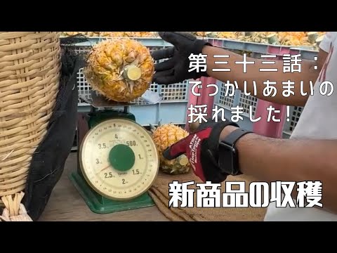 【第三十三話：】今年から販売を始めたプライベートブランドのパイン！ 〜 新商品の収穫 〜