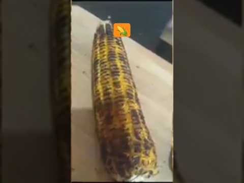 spicy and tasty corn#sweetcorn #youtubeshorts #foodie #ytviral