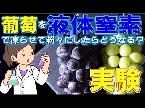 葡萄を液体窒素で凍らせて粉砕したら、どうなるの？