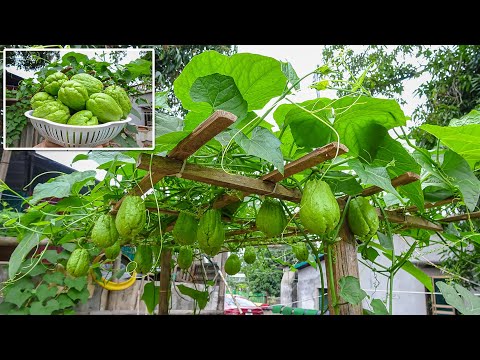 Recycle plastic bottles to grow self-watering chayote | Too much fruit if applying this fertilizer