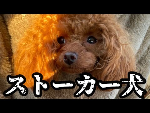 分離不安な犬のストーカー行為【ティーカッププードル】