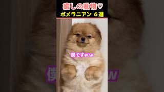 【癒しのポメラニアン】SNSでバズった動物かわいい犬動画６選！【Healing Pomeranians】6 Adorable Dog  That Went Viral on Social Media!