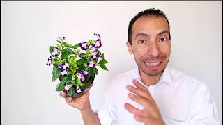 5 PRACTICES FOR CARE OF TORENIA