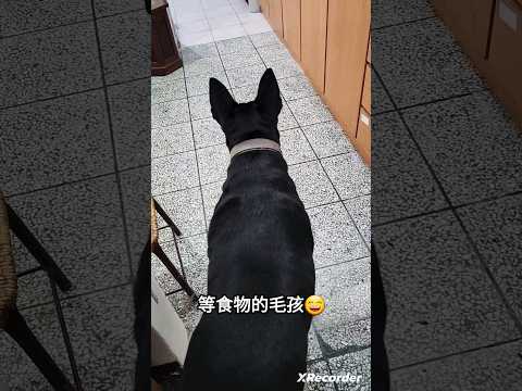 阿嬤，肉肉呢？｜為了食物一直等的汪星人doge｜背影照｜旺來