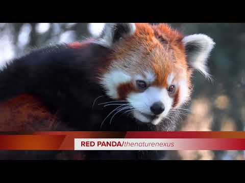 Red Panda Rendezvous: Exploring the Secret Life of the Himalayan Wanderer