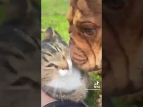 When the cat goes for a walk with the dogs #cute #funny #british #bulldog #shorts #viralvideo