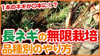 長ネギ1本あれば無限栽培！？家庭菜園や農園で冬場のネギの育て方を品種別に徹底解説！長ネギ栽培で冬場の管理方法もご紹介【農園ライフ】