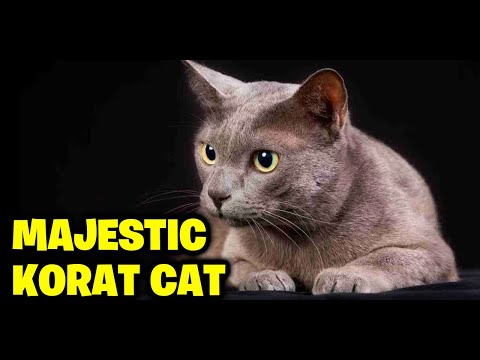 The Majestic Korat Cat-A Closer Look Into This Ancient Breed