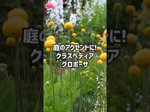 【ドラムスティック!?】黄色いボール状の花「クラスペディア・グロボーサ」#Shorts #ガーデニング #初夏の花 #6月の花 #クラスペディア  #gardenstory