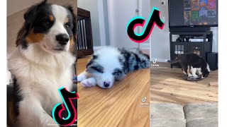 😍 Cutest Australian Shepherd 😂 Funny and Cute Australian Shepherd Puppies and Dogs Videos