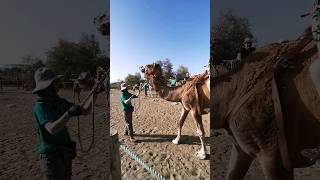 #grancanaria #canaryisland #maspalomas #dunes #camels #camelride #desert #spaintravel #spaintrip