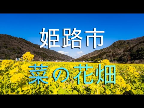 【姫路市】置塩城下町村と街一番の菜の花畑/ Japan's canola flower fields.