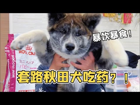 😂秋田犬倔犟起來太可怕，咱們隻能以智取勝！