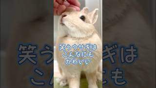 笑うウサギ？　#shorts #bunny #rabbit #うさぎ  #ウサギ