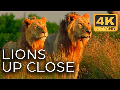 Lions: Fight for Territory | Roar of the Wild Ep. 2 | 4K UHD Documentary