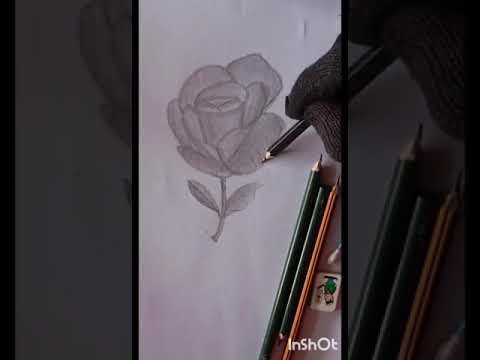 rose flower drawing 🌹#wow #draw #viralvideo #luck #breakingnews #pencildrawing