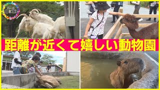 人気動物が消えるハプニングも… “昭和の動物園”がリニューアル 成功請負人の新園長が目指した「本物感」