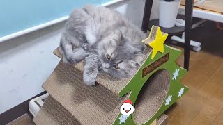 猫に、クリスマスツリー🎄をプレゼントしました(Christmas Tree 🌲 for Cat)