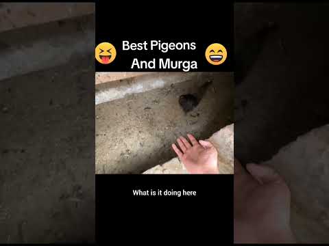 Roach Bhi Mery Dukh Mey Bohat Roi 🙁 | #petsvlog #birds #horse