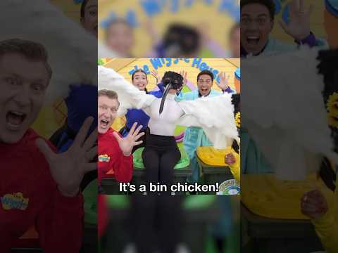 Watch out for bin chickens, on bin night! 🗑️ #thewiggles #binchicken #ibis