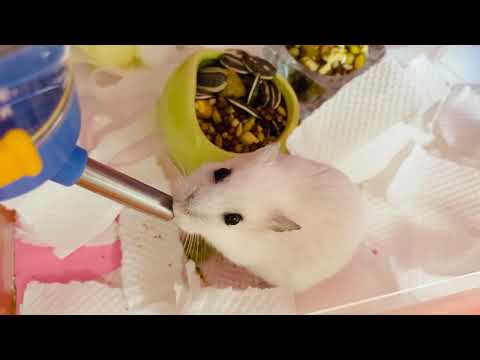 小倉鼠喝水的聲音 好可愛呀  Hamster drinking water