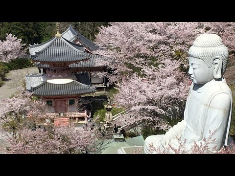 奈良の壷阪寺　2022年　大仏と桜のコラボが凄い　奈良のお花見名所