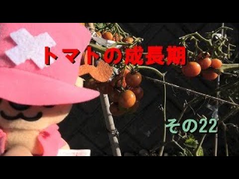 トマトの成長期（第24週目）