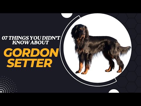 You Won't Believe What #7 Is! 7 Shocking Secrets About Gordon Setters Revealed!