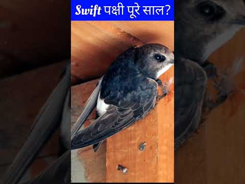 Swift  पक्षी पूरे साल उड़ सकता है? #shorts #viral #viralshorts #ytshorts #trending #youtube 🐦