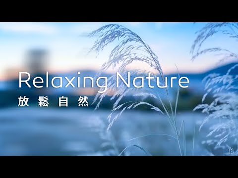 放鬆音樂Relaxing Music｜白絮紛飛，柔和靜謐，帶來一片淡雅的意境